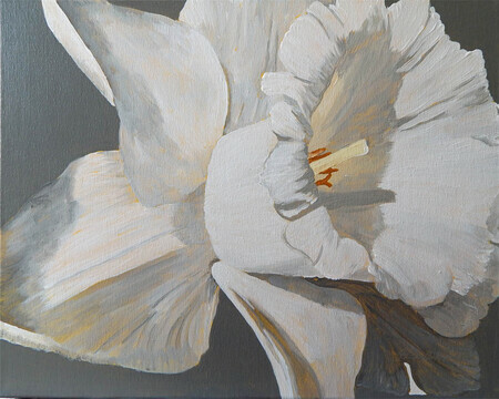 Daffodil in Grey 20x16