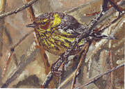 Cape May Warbler 7x5