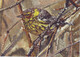 Cape May Warbler 7x5