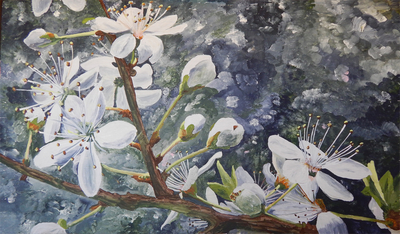 CHERRY BLOSSOMS 41x24