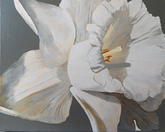 Daffodil in Grey 20x16