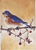 Eastern Bluebird 5x7