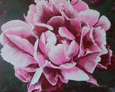 Peony 20x16