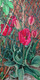 Tulips on the Fence 12x24
