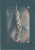 Wheat 5x7