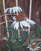 White Echinacea